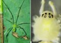 Scientists discover bizarre new happy-faced spider with unique genetics in India