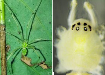 Scientists discover bizarre new happy-faced spider with unique genetics in India