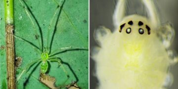 Scientists discover bizarre new happy-faced spider with unique genetics in India