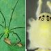Scientists discover bizarre new happy-faced spider with unique genetics in India