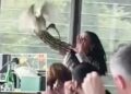 Woman wrangles ibis out of bustling Sydney restaurant in chaotic scene Woman wrangles ibis out of bustling Sydney restaurant in chaotic scene