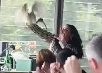 Woman wrangles ibis out of bustling Sydney restaurant in chaotic scene
