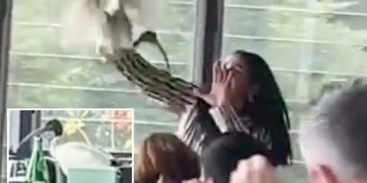 Woman wrangles ibis out of bustling Sydney restaurant in chaotic scene