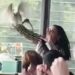 Woman wrangles ibis out of bustling Sydney restaurant in chaotic scene Woman wrangles ibis out of bustling Sydney restaurant in chaotic scene