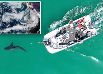 Study shows great white sharks ‘storm prep’ when bad weather approaches