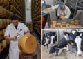 Italy’s cheese vaults struggle amid country’s heat waves