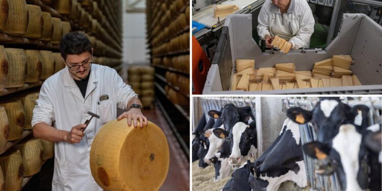 Italy’s cheese vaults struggle amid country’s heat waves