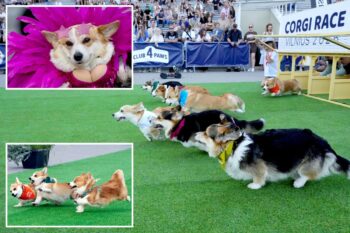 Annual Corgi competition draws 150 dogs to Lithuania