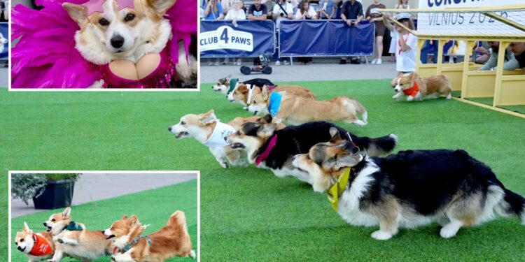 Annual Corgi competition draws 150 dogs to Lithuania Annual Corgi competition draws 150 dogs to Lithuania