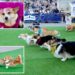 Annual Corgi competition draws 150 dogs to Lithuania