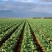 US broccoli supply under major threat of California droughts: study US broccoli supply under major threat of California droughts: study