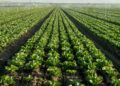 FDA confirms Cyclospora outbreak grows to 6,358 cases in 15 states