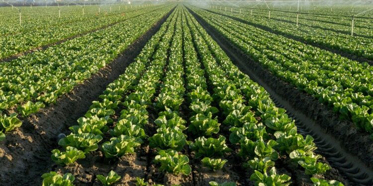 FDA confirms Cyclospora outbreak grows to 6,358 cases in 15 states