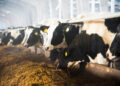 Farm skills shortage threatens UK food security, Arla warns