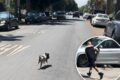 Video shows adorable, tiny pig running loose in West Hollywood