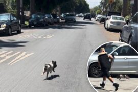 Video shows adorable, tiny pig running loose in West Hollywood