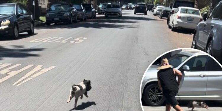 Video shows adorable, tiny pig running loose in West Hollywood