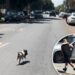 Video shows adorable, tiny pig running loose in West Hollywood