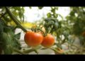 Planting the seeds of change: Qatar’s Food Security Strategy