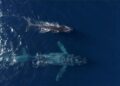 Humpback whale named ‘Chompers’ puts on show off SoCal coast