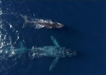 Humpback whale named ‘Chompers’ puts on show off SoCal coast