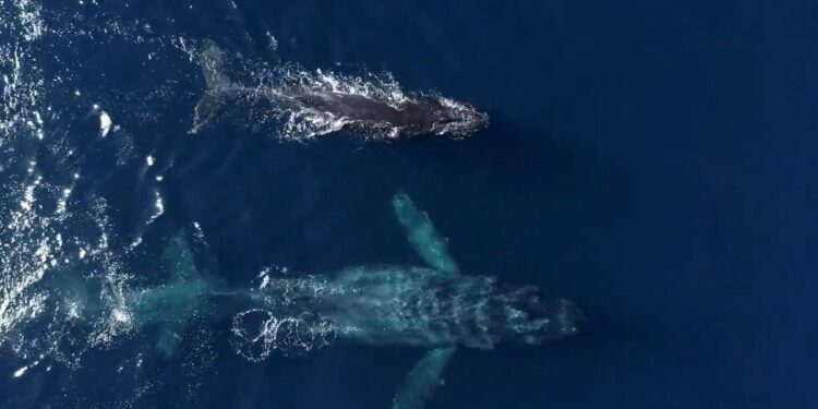 Humpback whale named ‘Chompers’ puts on show off SoCal coast Humpback whale named ‘Chompers’ puts on show off SoCal coast