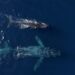 Humpback whale named ‘Chompers’ puts on show off SoCal coast Humpback whale named ‘Chompers’ puts on show off SoCal coast