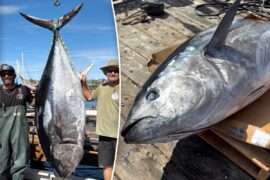Largest bluefin tuna ever caught on rod and reel snagged off San Diego coast Largest bluefin tuna ever caught on rod and reel snagged off San Diego coast