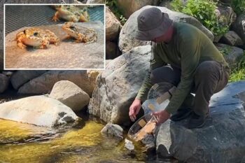 LA Zoo releases 650 endangered frogs into local mountains