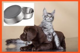 27 best pet essentials for new dog and cat owners in 2026