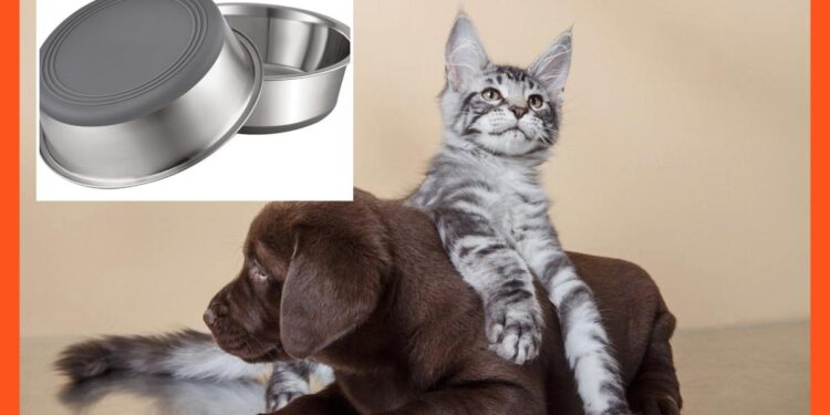 27 best pet essentials for new dog and cat owners in 2026 27 best pet essentials for new dog and cat owners in 2026