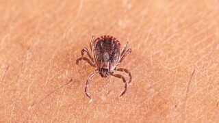 Previously unknown tick-borne virus linked to thrombocytopenia and liver injury