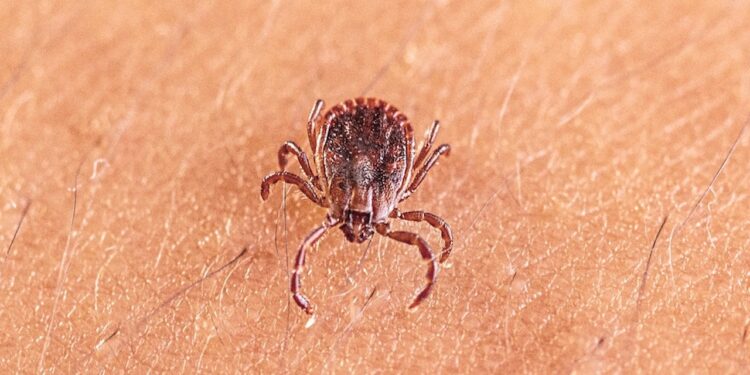 Previously unknown tick-borne virus linked to thrombocytopenia and liver injury