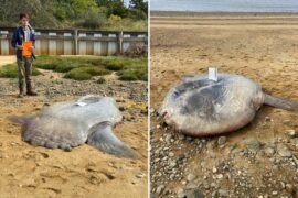 Huge 900-pound ocean sunfish found dead on Cape Cod beach Huge 900-pound ocean sunfish found dead on Cape Cod beach