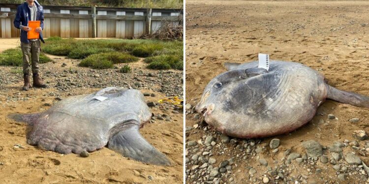 Huge 900-pound ocean sunfish found dead on Cape Cod beach Huge 900-pound ocean sunfish found dead on Cape Cod beach