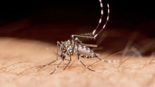 Florida records first dengue fever death of 2026 amid local outbreak Florida records first dengue fever death of 2026 amid local outbreak