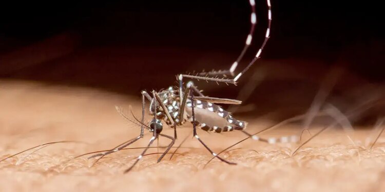 Florida records first dengue fever death of 2026 amid local outbreak