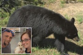 Bear injures 2 Idaho residents, gets euthanized