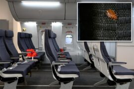 Qantas forced to cancel flight after bedbugs found in economy seats