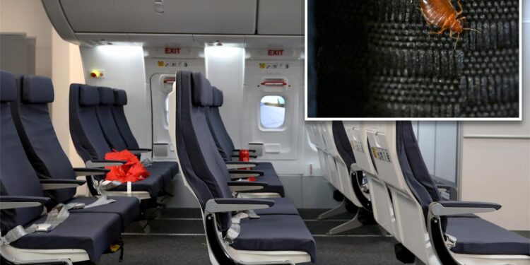 Qantas forced to cancel flight after bedbugs found in economy seats