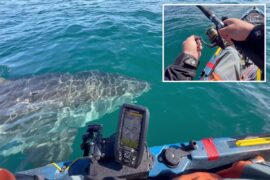 California kayaker gets fright of his life from great white shark while fishing