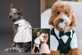 David’s Bridal debuts first doggie wedding gowns and tuxedos David’s Bridal debuts first doggie wedding gowns and tuxedos