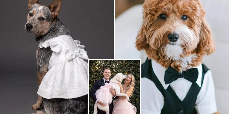 David’s Bridal debuts first doggie wedding gowns and tuxedos David’s Bridal debuts first doggie wedding gowns and tuxedos