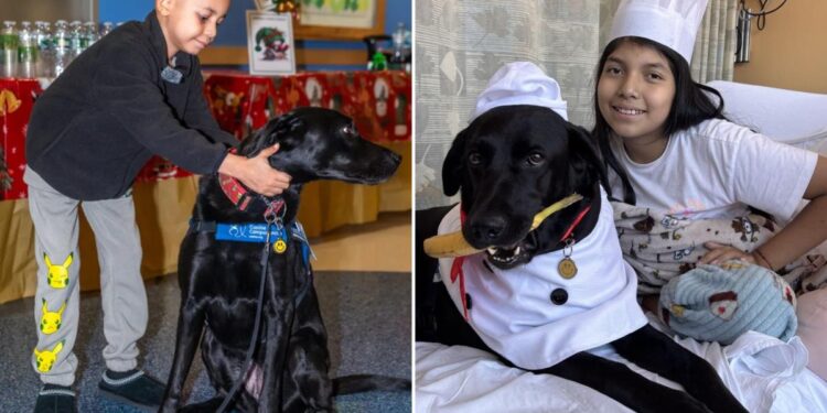 How dogs at NYC hospitals are helping heal sick kids
