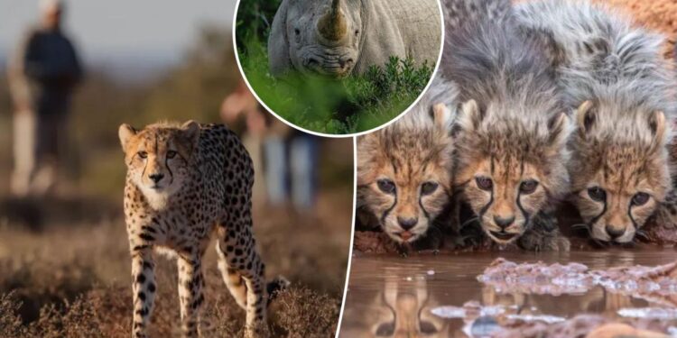 The only reserve in Africa where you can walk with cheetahs The only reserve in Africa where you can walk with cheetahs