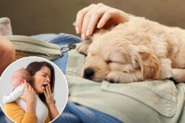Woman demands maternity leave for new puppy, sparking outrage