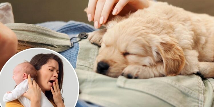 Woman demands maternity leave for new puppy, sparking outrage